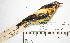  (Dacnis flaviventer - MUSM-Orn-03684)  @11 [ ] CreativeCommons - Attribution Non-Commercial Share-Alike (2017) Unspecified Universidad Nacional Mayor de San Marcos, Museo de Historia Natural