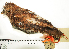  ( - MUSM-Orn-03803)  @11 [ ] CreativeCommons - Attribution Non-Commercial Share-Alike (2017) Unspecified Universidad Nacional Mayor de San Marcos, Museo de Historia Natural