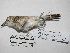  ( - MUSM-Orn-03826)  @11 [ ] CreativeCommons - Attribution Non-Commercial Share-Alike (2018) MHN-UNMSM Universidad Nacional Mayor de San Marcos, Museo de Historia Natural