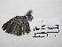  (Polioptila plumbea - MUSM-Orn-03827)  @11 [ ] CreativeCommons - Attribution Non-Commercial Share-Alike (2018) MHN-UNMSM Universidad Nacional Mayor de San Marcos, Museo de Historia Natural
