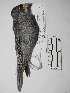  (Piezorina - MUSM-Orn-03841)  @11 [ ] CreativeCommons - Attribution Non-Commercial Share-Alike (2018) MHN-UNMSM Universidad Nacional Mayor de San Marcos, Museo de Historia Natural