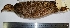  ( - MUSM-Orn-03989)  @11 [ ] CreativeCommons - Attribution Non-Commercial Share-Alike (2017) Unspecified Universidad Nacional Mayor de San Marcos, Museo de Historia Natural