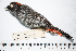 (Atlapetes canigenis - MUSM-Orn-04342)  @11 [ ] CreativeCommons - Attribution Non-Commercial Share-Alike (2017) Unspecified Universidad Nacional Mayor de San Marcos, Museo de Historia Natural