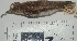  (Phegornis - MUSM-Orn-04451)  @11 [ ] CreativeCommons - Attribution Non-Commercial Share-Alike (2017) Unspecified Universidad Nacional Mayor de San Marcos, Museo de Historia Natural