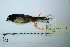  (Tachyphonus rufiventer - MUSM-Orn-04479)  @11 [ ] CreativeCommons - Attribution Non-Commercial Share-Alike (2017) Unspecified Universidad Nacional Mayor de San Marcos, Museo de Historia Natural