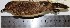  (Geositta saxicolina - MUSM-Orn-04674)  @11 [ ] CreativeCommons - Attribution Non-Commercial Share-Alike (2017) Unspecified Universidad Nacional Mayor de San Marcos, Museo de Historia Natural