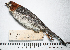  (Atlapetes forbesi - MUSM-Orn-04757)  @11 [ ] CreativeCommons - Attribution Non-Commercial Share-Alike (2017) Unspecified Universidad Nacional Mayor de San Marcos, Museo de Historia Natural