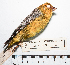  ( - MUSM-Orn-04991)  @11 [ ] CreativeCommons - Attribution Non-Commercial Share-Alike (2017) Unspecified Universidad Nacional Mayor de San Marcos, Museo de Historia Natural