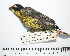  (Atlapetes pallidinucha - MUSM-Orn-05181)  @11 [ ] CreativeCommons - Attribution Non-Commercial Share-Alike (2017) Unspecified Universidad Nacional Mayor de San Marcos, Museo de Historia Natural