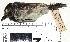  ( - MUSM-Orn-05379_rerun)  @11 [ ] CreativeCommons - Attribution Non-Commercial Share-Alike (2017) Unspecified Universidad Nacional Mayor de San Marcos, Museo de Historia Natural