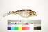  ( - MUSM-Orn-05536)  @11 [ ] CreativeCommons - Attribution Non-Commercial Share-Alike (2017) Unspecified Universidad Nacional Mayor de San Marcos, Museo de Historia Natural