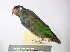 ( - MUSM-Orn-05668)  @11 [ ] CreativeCommons - Attribution Non-Commercial Share-Alike (2017) Unspecified Universidad Nacional Mayor de San Marcos, Museo de Historia Natural