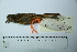  (Tachyphonus cristatus - MUSM-Orn-05679)  @11 [ ] CreativeCommons - Attribution Non-Commercial Share-Alike (2017) Unspecified Universidad Nacional Mayor de San Marcos, Museo de Historia Natural
