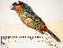  (Iridosornis analis - MUSM-Orn-05742)  @11 [ ] CreativeCommons - Attribution Non-Commercial Share-Alike (2017) Unspecified Universidad Nacional Mayor de San Marcos, Museo de Historia Natural