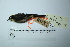  ( - MUSM-Orn-05754)  @11 [ ] CreativeCommons - Attribution Non-Commercial Share-Alike (2017) Unspecified Universidad Nacional Mayor de San Marcos, Museo de Historia Natural