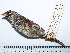  (Incaspiza - MUSM-Orn-05895)  @11 [ ] CreativeCommons - Attribution Non-Commercial Share-Alike (2017) Unspecified Universidad Nacional Mayor de San Marcos, Museo de Historia Natural