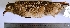  (Nothoprocta taczanowskii - MUSM-Orn-05917)  @11 [ ] CreativeCommons - Attribution Non-Commercial Share-Alike (2017) Unspecified Universidad Nacional Mayor de San Marcos, Museo de Historia Natural
