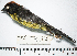  (Atlapetes melanolaemus - MUSM-Orn-06257)  @11 [ ] CreativeCommons - Attribution Non-Commercial Share-Alike (2017) Unspecified Universidad Nacional Mayor de San Marcos, Museo de Historia Natural