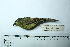  ( - MUSM-Orn-06340)  @11 [ ] CreativeCommons - Attribution Non-Commercial Share-Alike (2017) Unspecified Universidad Nacional Mayor de San Marcos, Museo de Historia Natural