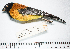  ( - MUSM-Orn-06595)  @11 [ ] CreativeCommons - Attribution Non-Commercial Share-Alike (2017) Unspecified Universidad Nacional Mayor de San Marcos, Museo de Historia Natural