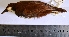  (Gymnopithys leucaspis - MUSM-Orn-06670)  @11 [ ] CreativeCommons - Attribution Non-Commercial Share-Alike (2017) Unspecified Universidad Nacional Mayor de San Marcos, Museo de Historia Natural