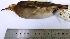  (Claravis - MUSM-Orn-06763)  @11 [ ] CreativeCommons - Attribution Non-Commercial Share-Alike (2017) Unspecified Universidad Nacional Mayor de San Marcos, Museo de Historia Natural
