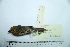  (Thlypopsis pectoralis - MUSM-Orn-06887)  @11 [ ] CreativeCommons - Attribution Non-Commercial Share-Alike (2017) Unspecified Universidad Nacional Mayor de San Marcos, Museo de Historia Natural