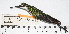  (Heliothryx - MUSM-Orn-07013)  @11 [ ] CreativeCommons - Attribution Non-Commercial Share-Alike (2017) Unspecified Universidad Nacional Mayor de San Marcos, Museo de Historia Natural