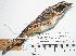  (Poospiza alticola - MUSM-Orn-07041)  @11 [ ] CreativeCommons - Attribution Non-Commercial Share-Alike (2017) Unspecified Universidad Nacional Mayor de San Marcos, Museo de Historia Natural