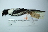 ( - MUSM-Orn-07240)  @11 [ ] CreativeCommons - Attribution Non-Commercial Share-Alike (2017) Unspecified Universidad Nacional Mayor de San Marcos, Museo de Historia Natural