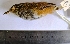  ( - MUSM-Orn-07364)  @11 [ ] CreativeCommons - Attribution Non-Commercial Share-Alike (2017) Unspecified Universidad Nacional Mayor de San Marcos, Museo de Historia Natural