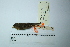 (Nephelornis - MUSM-Orn-07438)  @11 [ ] CreativeCommons - Attribution Non-Commercial Share-Alike (2017) Unspecified Universidad Nacional Mayor de San Marcos, Museo de Historia Natural