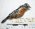  (Conirostrum ferrugineiventre - MUSM-Orn-07441)  @11 [ ] CreativeCommons - Attribution Non-Commercial Share-Alike (2017) Unspecified Universidad Nacional Mayor de San Marcos, Museo de Historia Natural