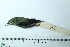  ( - MUSM-Orn-07535)  @11 [ ] CreativeCommons - Attribution Non-Commercial Share-Alike (2017) Unspecified Universidad Nacional Mayor de San Marcos, Museo de Historia Natural