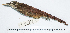 (Asthenes helleri - MUSM-Orn-06196)  @11 [ ] CreativeCommons - Attribution Non-Commercial Share-Alike (2017) Unspecified Universidad Nacional Mayor de San Marcos, Museo de Historia Natural