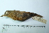  (Attila bolivianus - MUSM-Orn-07621)  @11 [ ] CreativeCommons - Attribution Non-Commercial Share-Alike (2017) Unspecified Universidad Nacional Mayor de San Marcos, Museo de Historia Natural