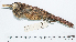  ( - MUSM-Orn-07622)  @11 [ ] CreativeCommons - Attribution Non-Commercial Share-Alike (2017) Unspecified Universidad Nacional Mayor de San Marcos, Museo de Historia Natural