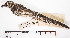  ( - MUSM-Orn-07721)  @11 [ ] CreativeCommons - Attribution Non-Commercial Share-Alike (2017) Unspecified Universidad Nacional Mayor de San Marcos, Museo de Historia Natural