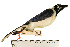  (Cyanocorax mystacalis - MUSM-Orn-07723)  @11 [ ] CreativeCommons - Attribution Non-Commercial Share-Alike (2017) Unspecified Universidad Nacional Mayor de San Marcos, Museo de Historia Natural