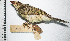  (Saltator albicollis - MUSM-Orn-07755)  @11 [ ] CreativeCommons - Attribution Non-Commercial Share-Alike (2017) Unspecified Universidad Nacional Mayor de San Marcos, Museo de Historia Natural