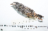  (Uromyias - MUSM-Orn-08280)  @11 [ ] CreativeCommons - Attribution Non-Commercial Share-Alike (2017) Unspecified Universidad Nacional Mayor de San Marcos, Museo de Historia Natural
