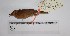  ( - MUSM-Orn-08503)  @11 [ ] CreativeCommons - Attribution Non-Commercial Share-Alike (2017) Unspecified Universidad Nacional Mayor de San Marcos, Museo de Historia Natural
