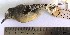  (Herpsilochmus axillaris - MUSM-Orn-08535)  @11 [ ] CreativeCommons - Attribution Non-Commercial Share-Alike (2017) Unspecified Universidad Nacional Mayor de San Marcos, Museo de Historia Natural