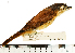  (Pachyramphus castaneus - MUSM-Orn-08539)  @11 [ ] CreativeCommons - Attribution Non-Commercial Share-Alike (2017) Unspecified Universidad Nacional Mayor de San Marcos, Museo de Historia Natural