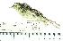  (Pogonotriccus orbitalis - MUSM-Orn-08556)  @11 [ ] CreativeCommons - Attribution Non-Commercial Share-Alike (2017) Unspecified Universidad Nacional Mayor de San Marcos, Museo de Historia Natural