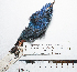  (Xenodacnis - MUSM-Orn-09562)  @11 [ ] CreativeCommons - Attribution Non-Commercial Share-Alike (2017) Unspecified Universidad Nacional Mayor de San Marcos, Museo de Historia Natural
