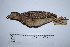  ( - MUSM-Orn-09970)  @11 [ ] CreativeCommons - Attribution Non-Commercial Share-Alike (2017) Unspecified Universidad Nacional Mayor de San Marcos, Museo de Historia Natural