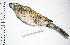  ( - MUSM-Orn-10483)  @11 [ ] CreativeCommons - Attribution Non-Commercial Share-Alike (2017) Unspecified Universidad Nacional Mayor de San Marcos, Museo de Historia Natural