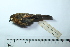  ( - MUSM-Orn-10486)  @11 [ ] CreativeCommons - Attribution Non-Commercial Share-Alike (2017) Unspecified Universidad Nacional Mayor de San Marcos, Museo de Historia Natural