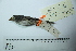  (Hemispingus superciliaris - MUSM-Orn-10680)  @11 [ ] CreativeCommons - Attribution Non-Commercial Share-Alike (2017) Unspecified Universidad Nacional Mayor de San Marcos, Museo de Historia Natural